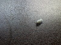 この白くて跳ねる虫は何ですか アオバハゴロモの幼虫のようです H Yahoo 知恵袋