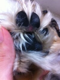 犬がしきりに肉球の辺りを舐めたり噛んだりします お散歩は毎日30 1時間程行 Yahoo 知恵袋