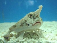 アカヤガラの値段って どれくらいなのでしょうか 目安になる価格は無く Yahoo 知恵袋