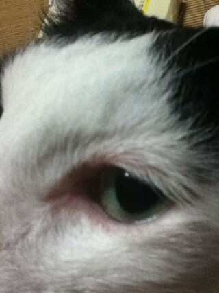 うちの猫の目が赤いです いままでは 薄いピンクだったので Yahoo 知恵袋