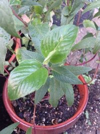 この植物の名前を教えてください 特徴 花火みたいな Yahoo 知恵袋