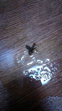 蜂を殺すと仲間の蜂が仕返しに来ると聞きました 本当でしょうか 蜂を Yahoo 知恵袋