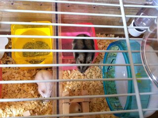 ハムスターの多頭飼いでの質問です 現在ジャンガリアンのメスが2匹います Yahoo 知恵袋
