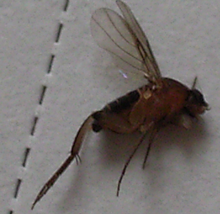 このブユみたいなのは何と言う名前ですか 体長は2ｍｍくらいです Yahoo 知恵袋