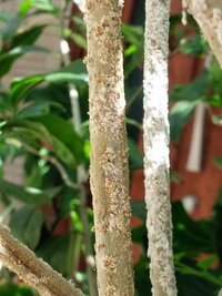 金木犀キンモクセイの枝に大量の白い粉がびっしりついています 病気 Yahoo 知恵袋