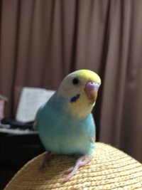 セキセイインコ パステルレインボーの性別について セキセイイ Yahoo 知恵袋