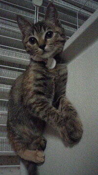 ムギワラ柄の猫は珍しいですか 目が大きくて可愛いですね ムギワラ Yahoo 知恵袋