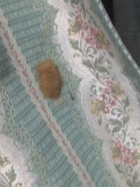 部屋にいた白い蝶みたいな奴 蛾 のいたところにこんなのがあ Yahoo 知恵袋