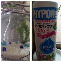 水草水槽を作りましたが 液体肥料のハイポネックスをここへ投入したら Yahoo 知恵袋