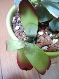 突然 多肉植物がぶよぶよになりました 5日くらいまえに水をあげたのですが元気 Yahoo 知恵袋
