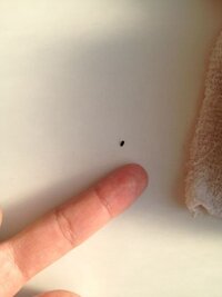 ゴキブリの糞って 0 5ミリくらいの黒い粒で 触ると炭みたいに粉々に崩れますか Yahoo 知恵袋