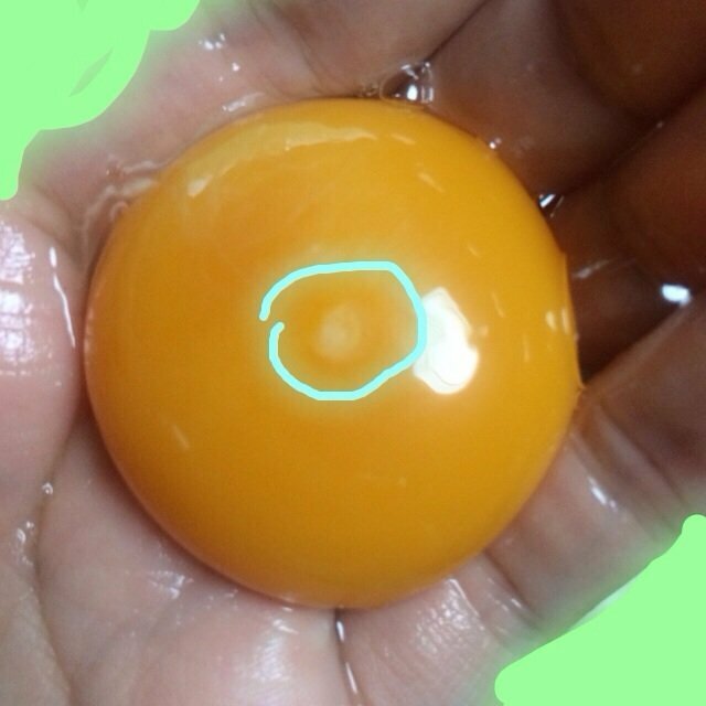これは有精卵ですか ちなみに鶏の卵です このような白い斑点が Yahoo 知恵袋