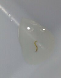 水中の白い虫について水槽の中に 白く細長い幼虫がいるのですが Yahoo 知恵袋