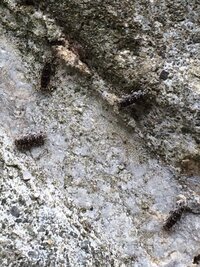 最近 家内のコンクリート壁に小さな虫が大量発生してコンクリート壁にくっつ Yahoo 知恵袋