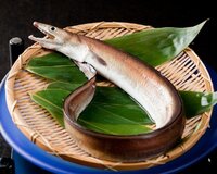 北海道 東北では マアナゴをハモと言うそうですが 実際にハモを食べてビ Yahoo 知恵袋