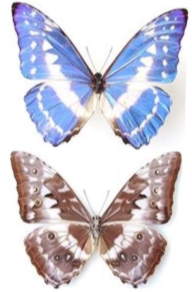 モルフォ蝶は空飛ぶ宝石と例えられるほど、美しい蝶（羽根の表