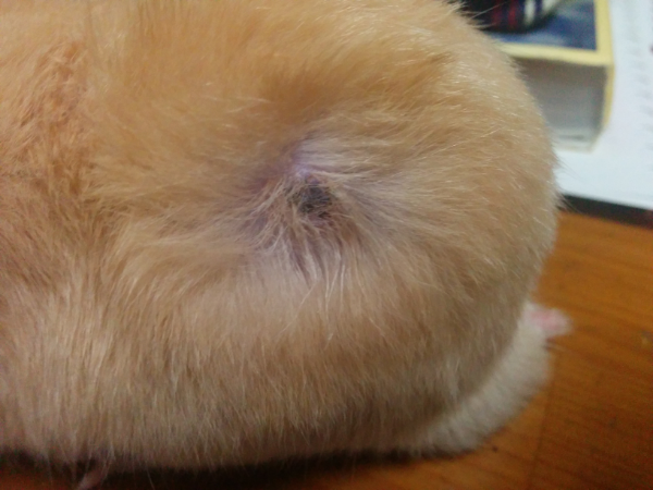 キンクマハムスターにこのような - Que 10134017415?w=320&h=320&exp=300&up=0