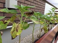 ミニひまわり植え替え 失敗した タイトル通りです 写真に Yahoo 知恵袋