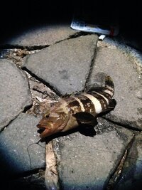 今日 浜名湖の海釣り公園 堤防 でこんな魚を釣りました 体長 Yahoo 知恵袋