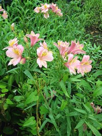 アストロメリアってアルストロメリアのことですか それともアルストロメリ Yahoo 知恵袋