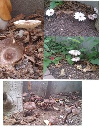 キンモクセイの木に白い綿のようなものがついてます 綿のようなものの上に Yahoo 知恵袋