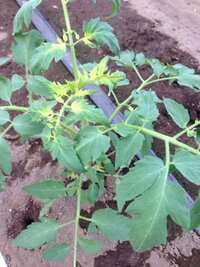 8月6日に定植したトマトなんですが 成長点や脇芽の基部から黄色くなって Yahoo 知恵袋