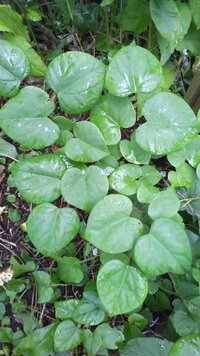 ナフコで売っている花と野菜がグングン育つ培養土というやつを買いました Yahoo 知恵袋