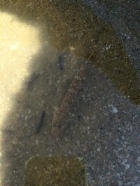 画像あり 海の浅瀬で砂に潜る魚の名前を教えてください 海水 Yahoo 知恵袋