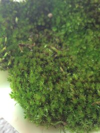 この苔は なんという種類ですか また 育て方のアドバイスなど Yahoo 知恵袋