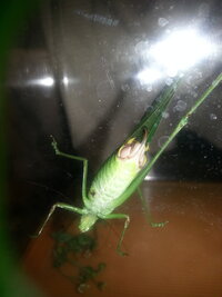 ヤブキリと言うキリギリスの一種がいますが 肉食らしいですね セミ Yahoo 知恵袋