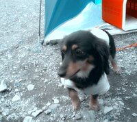 犬はミント系のニオイは苦手ですか 犬のそばで歯を磨いていたら 犬に Yahoo 知恵袋