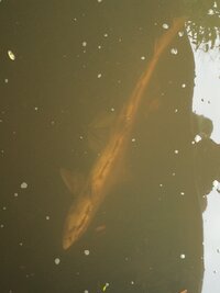 ブラックバスは一体どこから 誰が 山奥の野池とかで釣りをし Yahoo 知恵袋