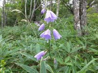 写真のシャジンの種類を教えてください 八ヶ岳山塊の1800m程度の樹林 Yahoo 知恵袋