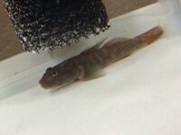 この魚はヨシノボリですか 水温が26度くらいです 大丈夫でしょうか 今 Yahoo 知恵袋