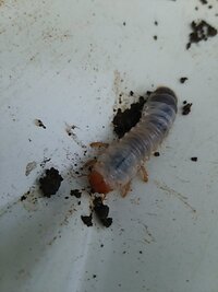 庭の芝生を剥がしたらこんな幼虫が出てきました 何の幼虫でしょうか Yahoo 知恵袋