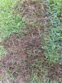 芝の黒ずみについて 長雨が続いたためか 芝に写真のような Yahoo 知恵袋