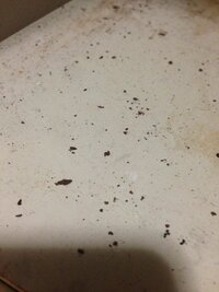 ゴキブリの糞でしょうか。
 
コンロ、グリルの下の収納部分に、フライパンや鍋をしまっているのですが、その左手前に、黒いカリカリしたものがたくさんあることに気づきました。鍋の底の焦げ だと思い、掃除機で吸い取りました。

時間が経つとまた少しずつそれが増えて現在、写真のような状態です。
黒いブツブツは、大きさはバラバラで乾いています。

ただ、使っている両手鍋の取手がボロボロにな...