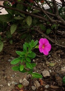 カリブラコアの挿し芽 カリブラコアの挿し芽に成功しました 切 Yahoo 知恵袋