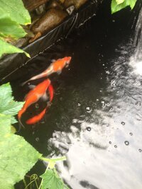 自宅で飼育していた錦鯉を売りたいと思うのですが 実際売れるものなのか Yahoo 知恵袋