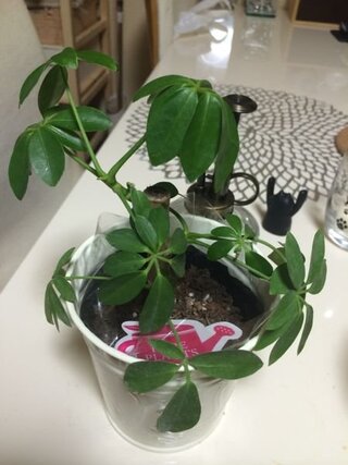 ここ数日の間に観葉植物 カポック の葉がダランとなってしまい Yahoo 知恵袋