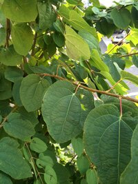 この植物は カツラ でしょうか カツラ 桂 です Http Yahoo 知恵袋