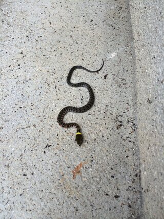 このヘビの種類何ですか 黄色いマフラーをしているような模様で Yahoo 知恵袋