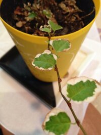 コーナンで購入したこの植物の名前が分からないため育て方がわかりません Yahoo 知恵袋