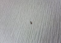芋虫のような小さな虫で 部屋の壁にいました 何の幼虫でしょうか Yahoo 知恵袋