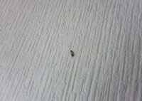 家の中で小さな赤茶色の幼虫 芋虫 みたいなものが出てきました 机の中を整理して Yahoo 知恵袋