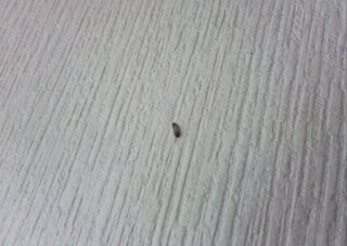芋虫のような小さな虫で 部屋の壁にいました 何の幼虫でしょうか Yahoo 知恵袋
