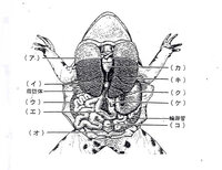 カエルの解剖図について教えてください ア コ は何ですか Yahoo 知恵袋