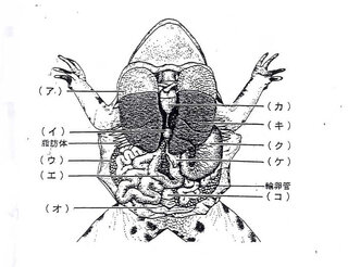 カエルの解剖図について教えてください ア コ は何ですか Yahoo 知恵袋