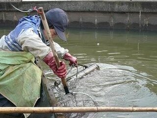 うなぎ竹筒について教えてください 写真の様な竹筒を仕掛けて水 Yahoo 知恵袋