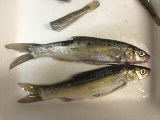 この写真の 魚はなんでしょうか 東京湾の新浦安の河口付近で釣れた魚です Yahoo 知恵袋